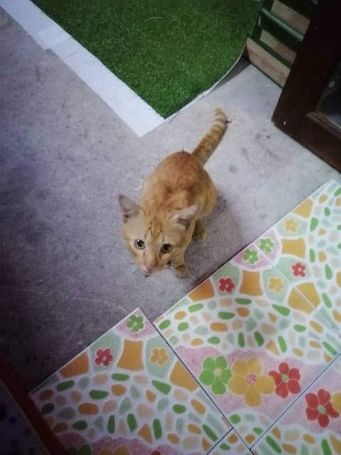 แมว ส้ม (สลิด)​ แมววัยรุ่น น่าจะไม่เกิน 1 ขวบ