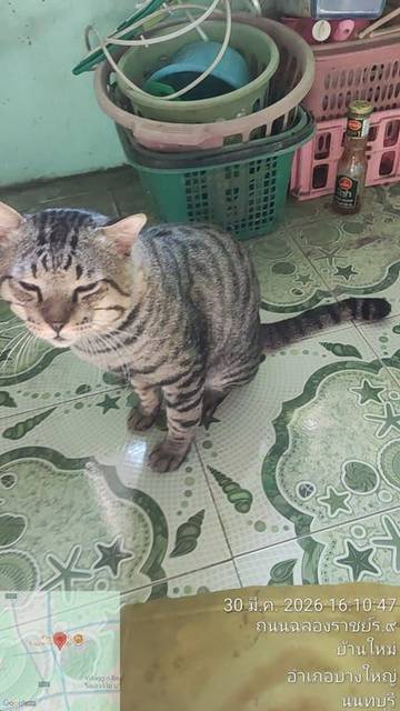 แมว สลิด หางไม่ตรงหัวใหญ่ · ไม่มี