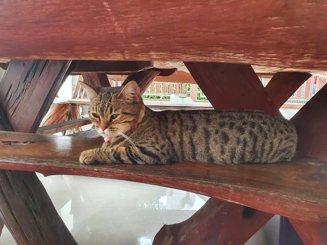 แมว ส้มแถบดำ น้องเป็นแมวส้มลายดำ ที่คางกับท้องเป็นสีขาว มีปลอกคอเป็นลูกปัดหลายสี มีกระดิ่งสีชมพู