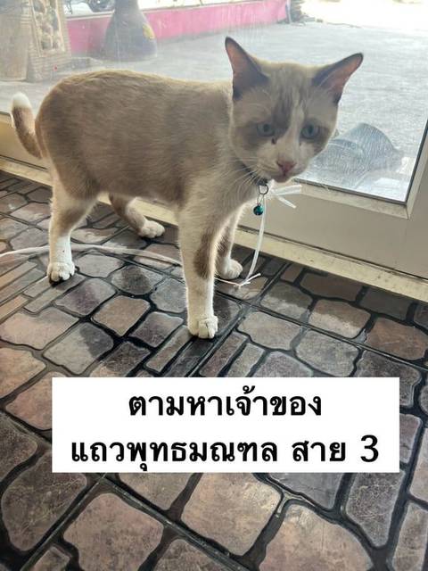 แมว ขาวช็อคโกแลด แมวเพศผู้หลงมาแถววัดโกมุทพุทธรังสี ถนนพุทธมณฑล สาย 3