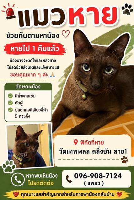 แมว น้ำตาล ปลอกคอสีเขียวขี้ม้า · สีเขียว มีกระดิ่ง เขียวขี้ม้า