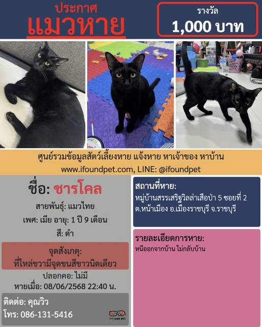 แมว ดำ ที่ไหล่ขวามีจึดขนสีขาวนิดเดียว · ไม่มี