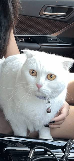 แมว ขาว ไม่มีขนท้องบริเวณที่โกนขนตอนทำหมัน · สีม่วง มีกระดิ่งที่ปลอกคอ