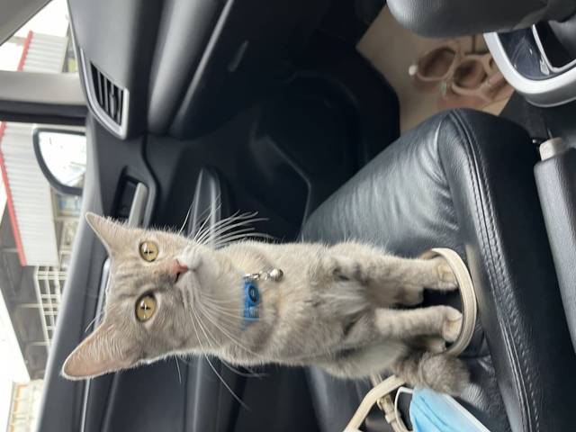 แมว สีเปรอะ