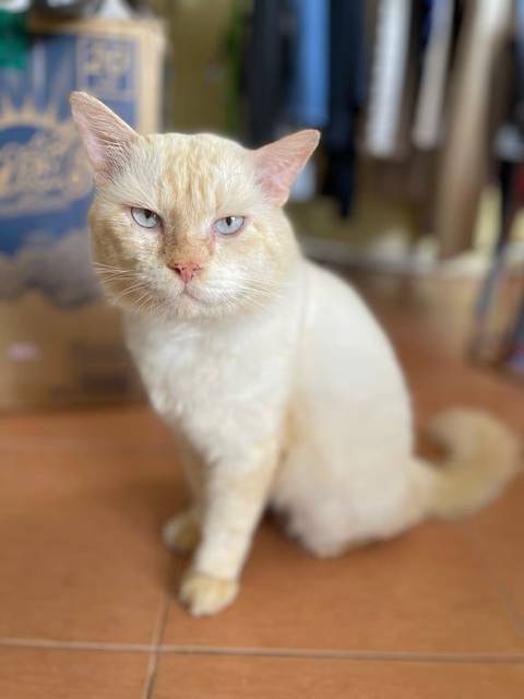 แมว ขาว