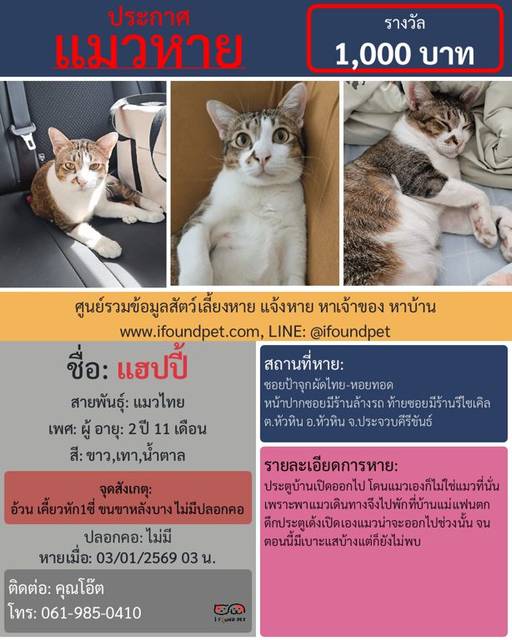 แมว ขาว เทา น้ำตาล อ้วน เคี้ยวหัก1ซี่ ขนขาหลังบาง ไม่มีปลอกคอ · ไม่มี