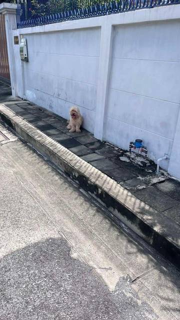 สุนัข น้ำตาล น้องขนฟู สีน้ำตาล ใจดีมาก