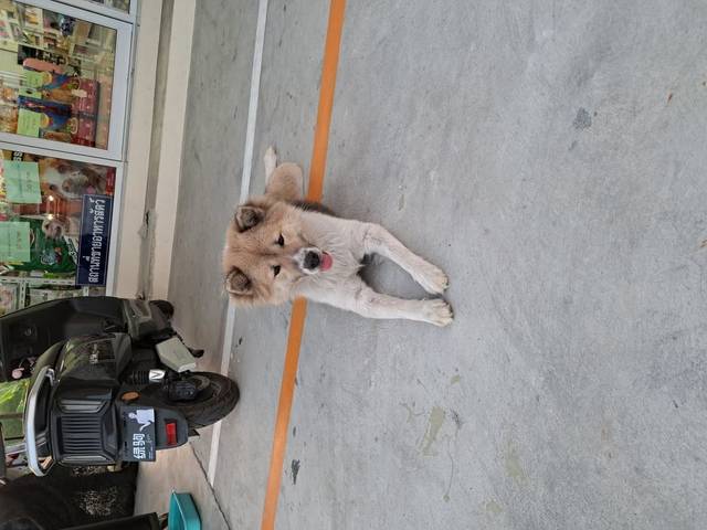 สุนัข ขาว