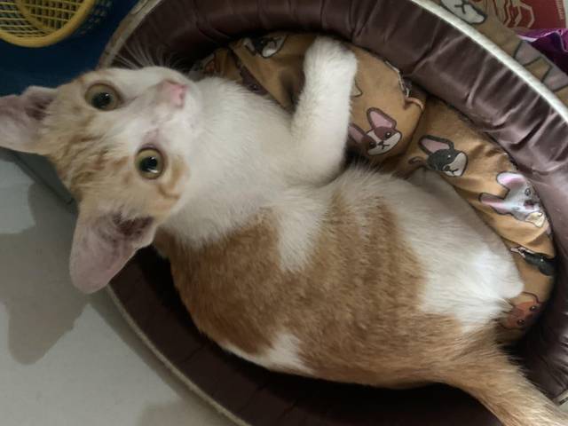 แมว ขาว-ส้ม แมวเพศเมียหลงมาที่บ้านค่ะน้องมาคลอดลูกไว้คาดว่าน่าจะติดสัตว์แล้วหลุดมาค่ะ นำน้องไปฉีดวัคซีนมาแล้ว1เข็ม หากไม่เจอเจ้าของอาจจะเลี้ยงไว้นอกบ้านค่ะเพราะที่บ้านมีแมวเยอะแล้วค่ะ