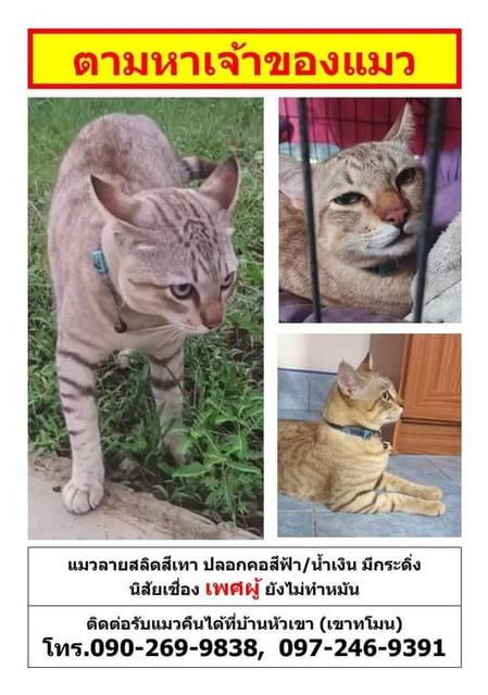 แมว เทาลายสลิด แมวลายสลิด สีเทา หางตรง ยาว นิสัยเชื่อง เพศผู้ ยังไม่ได้ทำหมัน