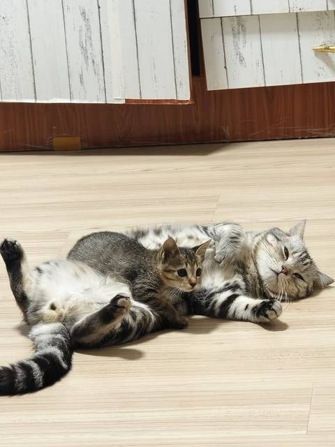 แมว สลิด ปลายหางงอ · ไม่มี