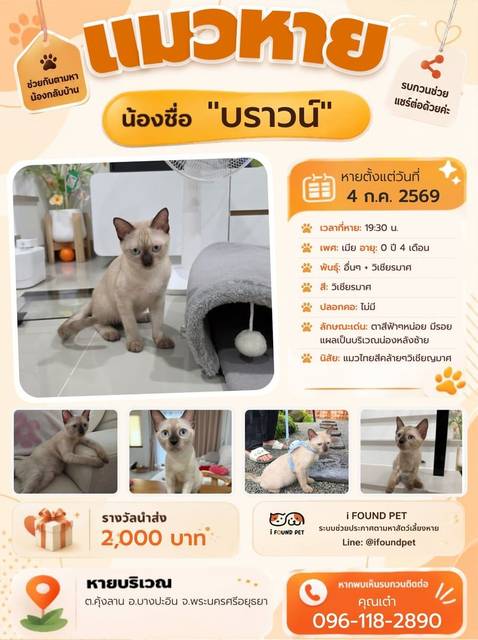 แมว วิเชียรมาศ ตาสีฟ้าๆหน่อย มีรอยแผลเป็นบริเวณน่องหลังซ้าย · ไม่มี
