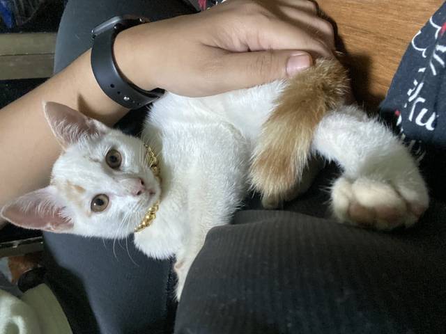 แมว ขาว มีจุดบนหัวสีส้ม หางสีส้ม ตัวสีขาว หางตรงสีส้ม มีจุดสีส้มเล็กๆ บนหัว