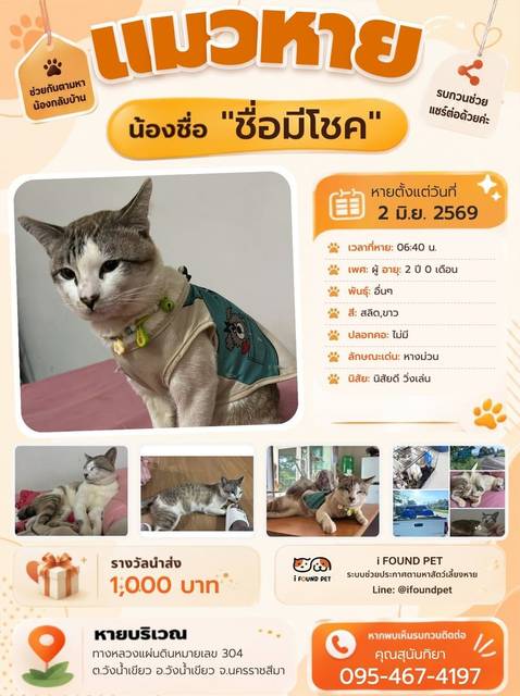 แมว สลิด ขาว เทา หางม่วน หางกุด หางขด · ไม่มี