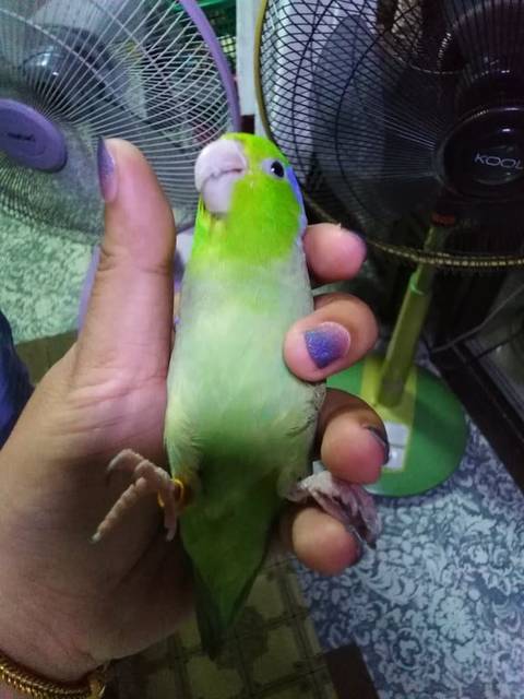 นก เขียว ฟ้า