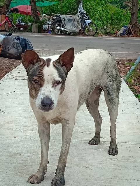 สุนัข สีขาว น้ำตาล ❗❗ประกาศตามหาเจ้าของสุนัข❗❗ 🐶พอดีว่าพบเจอสุนัขเพศเมียสีขาวน้ำตาล ไม่แน่ใจว่าหลงทาง หรือถูกปล่อยมา ท่าทางหวาดระแวง ตื่นกลัว และหิว 📌เดินวนไปมาอยู่ที่ท่าตาเลื่อน เพชรหึงษ์ 26 ต.บางน้ำผึ้ง อ.พระประแดง จ.สมุทรปราการ ตั้งแต่เมื่อเช้านี้ เป็นสุนัขของใครหายไปจากบ้าน ติดต่อสอบถามเข้ามาได้ที่เบอร์นี้นะครับ 👉(0803191856 )👈ขอบคุณมากครับ #หมาหาย #ตามหาเจ้าของ น้องมองหาเจ้าของตลอดเวลาเลยน้ำตาไหลด้วยน้องคงคิดถึงเจ้าของมากๆเลยค่ะ