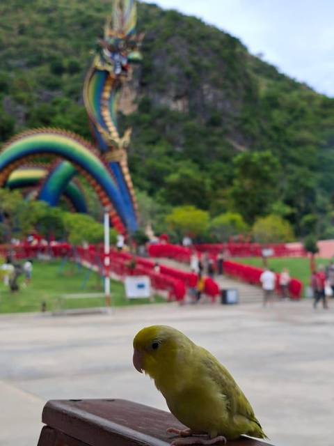 นก เขียว เหลือง ขนตรงหัวแหว่ง