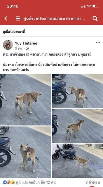 สุนัข แดง ตัวผู้ สีแดง