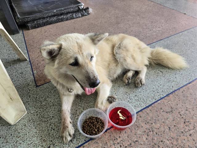 สุนัข ขาว น้องสุภาพเชื่อง