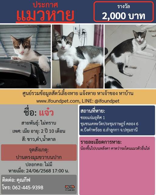 แมว ขาว ดำ น้ำตาล ปานตรงมุมขวาบนปาก · ไม่มี