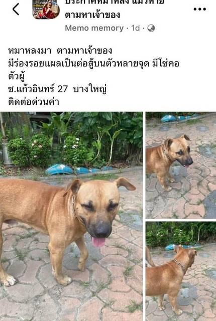 สุนัข น้ำตาล มีรอยแผลต่อสู้เยอะ