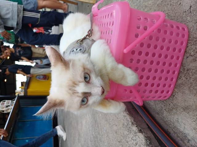 แมว ขาว สีชาว ตาสีฟ้า ทำหมันแล้ว