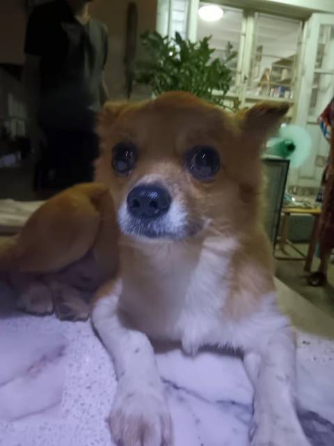 สุนัข น้ำตาล ชิวาว่า โพธิ์แก้ว