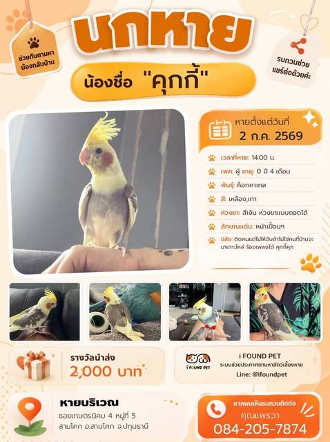 นก เหลือง เทา หน้าเปื้อนๆ