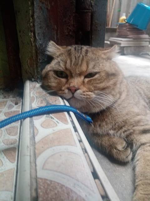 แมว ลายสลิดเข้ม น้องเป็นตัวผู้ เชื่องมาก