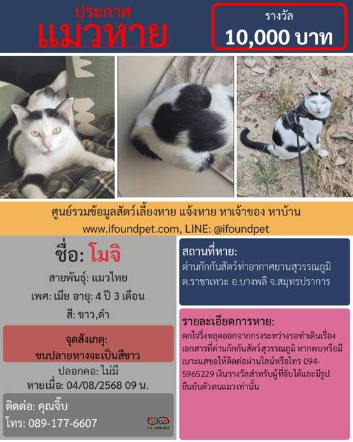 แมว ขาว ดำ ขนปลายหางจะเป็นสีขาว · ไม่มี