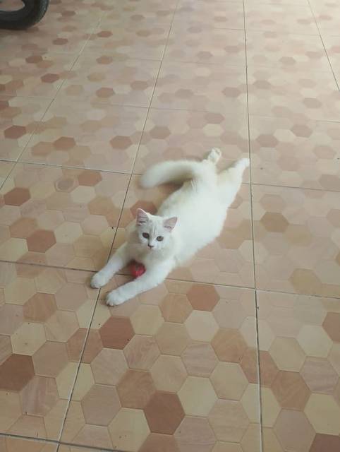 แมว ขาว เพิ่งทำหมัน ขนยังขึ้นไปเต็มท้อง · ไม่มี