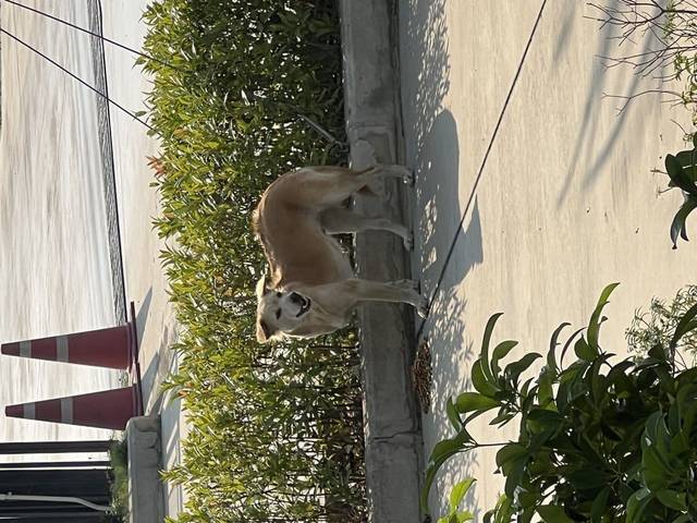 สุนัข ขาวครีม ลักษณะสีขาวครีม ขนยาวพอประมาณ หลังอาน