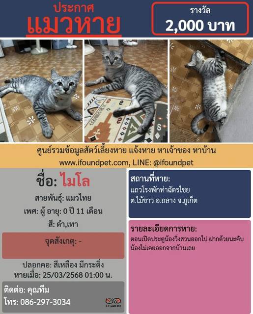 แมว ดำ เทา สีเหลือง มีกระดิ่ง