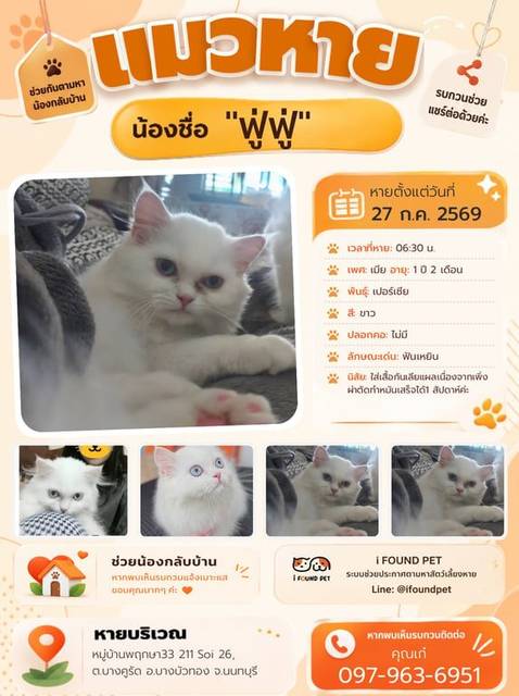 แมว ขาว ฟันเหยิน · ไม่มี