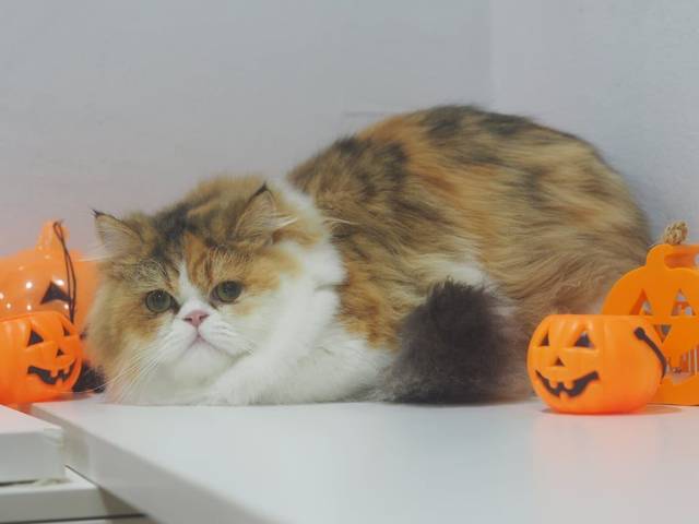 แมว สามสี สามสี จมูกชมพู · ไม่มี