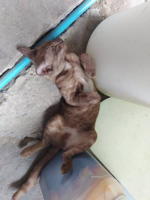 แมว ขาว น้ำตาล อกขาว​ มีแผลขนหายตรงกลางระหว่างไหล่ทั้ง2ข้าง หางยาว · ไม่มี