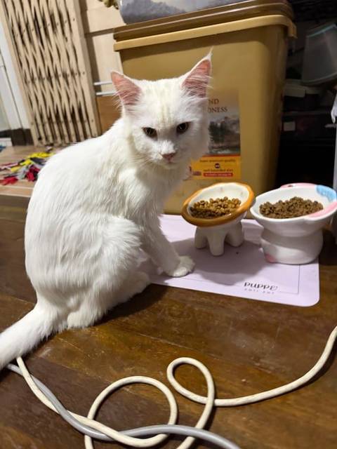 แมว ขาว ขนสั้น · ไม่มี