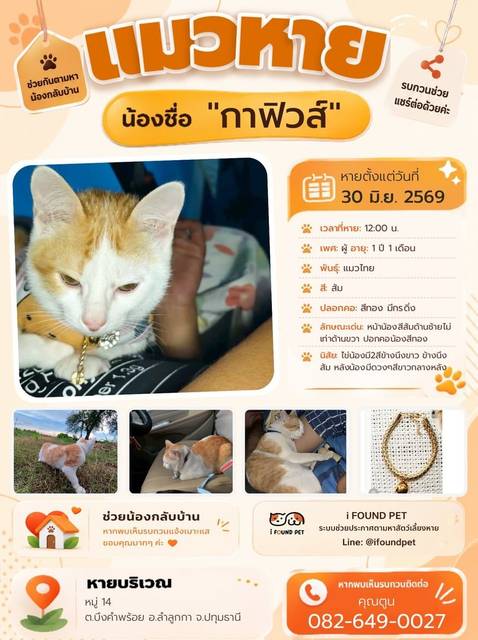 แมว ส้ม หน้าน้องสีส้มด้านซ้ายไม่เท่าด้านขวา ปอกคอน้องสีทอง · สีทอง มีกรดิ่ง