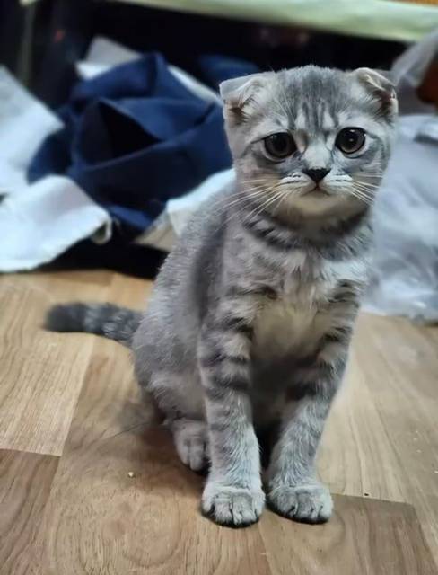 แมว เทา มีรอยแผลรอบคอ · ไม่มี
