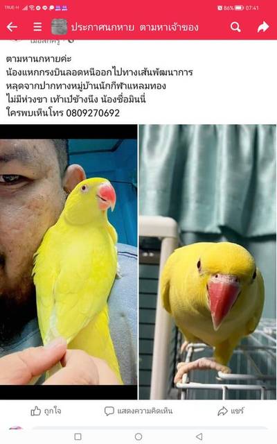 นก สีเหลือง หายจากบ้าน​ บ้านเลขที่60​ ซ.กรุงเทพ​กรีฑา​2(เลิศ​นาวา) ปากทางหมู่บ้าน​นักกีฬา​แหลม​ น้องแหกกรงบินหนีไป​ ห่วงขาไม่มีแต่ตำหนิชัดเจน​เท้า​เป๋​ข้าง​นึง ใครพบเห็น​หรือ​จับได้ โทร​ 0809270692​อา​หลี​ 0658758027​แอน