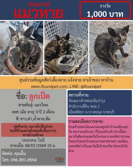 แมว ขาว ดำ น้ำตาล ส้ม แมวเด็กสีเปรอะ ขนที่หัวและหลังคอเพิ่งขึ้นบางๆ หางม้วนหักงอ · ไม่มี