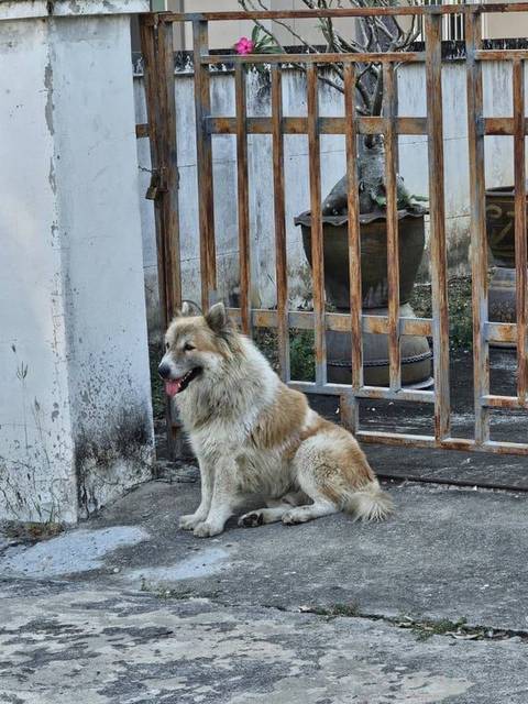 สุนัข น้ำตาลขาว