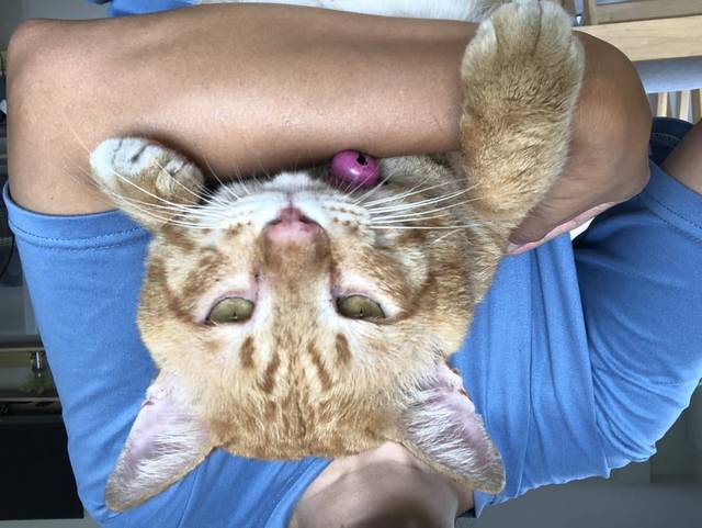 แมว ส้ม ตัวใหญ่ ใจดี อ้อนคน