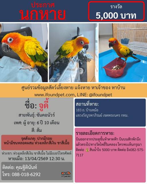 นก ส้ม ปากมีรอย หน้ามีขนหลอดผสม ห่วงเหล็กสีเงิน ขาสีเนื้อ