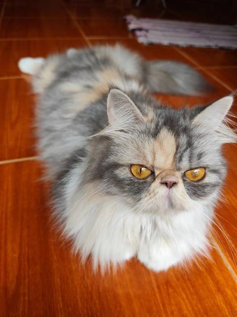 แมว สามสี ขาว เทา ส้ม ขนยาว ขี้อ้อน