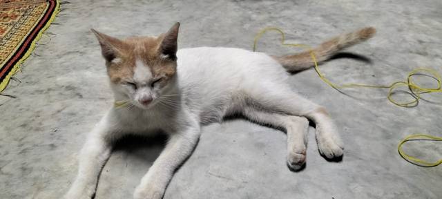 แมว ขาว ส้ม -
