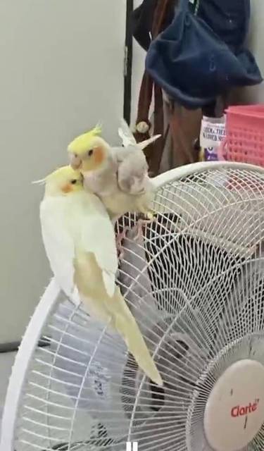 นก ส้ม เหลือง มีลอยขิบปีกทั้งสองข้าง