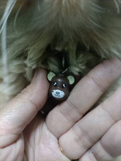 แมว ทอง