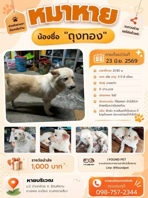 สุนัข ขาว นวล ที่ข้อศอก จำไม่ได้ว่าซ้ายหรือขวามีรอยด้าน · ไม่มี