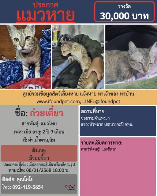 แมว ดำ น้ำตาล ส้ม มีรอบขี้ตา · สีเขียว มีปลอกคอสีเขียวเรืองสีตามรูป